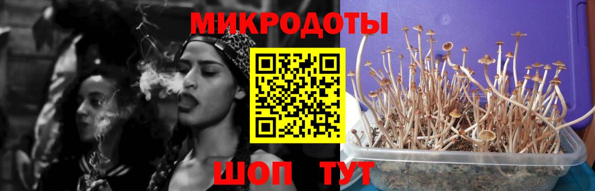 Тайшет  закладки  Вход с VPN  Псилоцибиновые грибы мицелий 